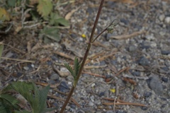 Potentilla gracilis