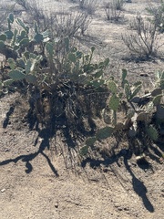 Opuntia semispinosa
