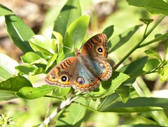 Junonia genoveva hilaris