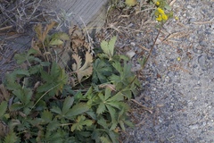 Potentilla gracilis