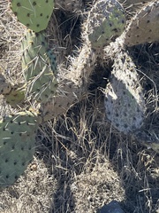 Opuntia semispinosa