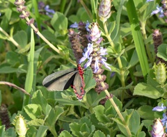 Parides bunichus