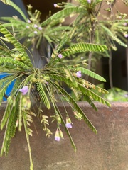 Magnoliopsida