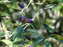 Thalurania glaucopis