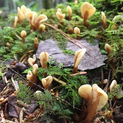 Spathulariopsis velutipes