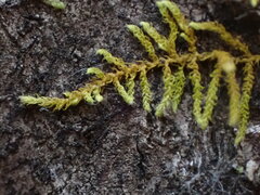 Claopodium crispifolium