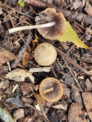 Psathyrella pseudogracilis
