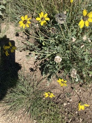 Berlandiera lyrata