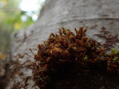 Ulota obtusiuscula