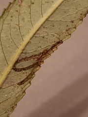 Phyllocnistis saligna