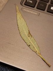 Phyllocnistis saligna