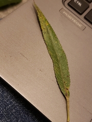 Phyllocnistis saligna