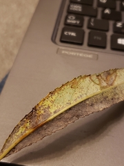 Phyllocnistis saligna