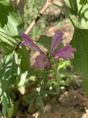 Physostegia