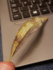 Phyllocnistis saligna