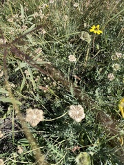 Berlandiera lyrata