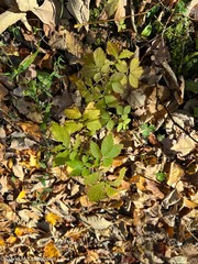 Agrimonia striata
