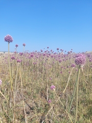 Allium commutatum