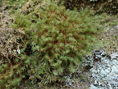 Bartramia pomiformis