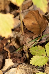 Agrimonia striata