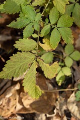 Agrimonia striata