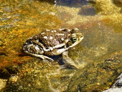 Rhinella arenarum