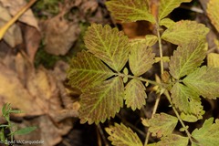 Agrimonia striata