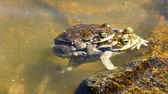 Rhinella arenarum