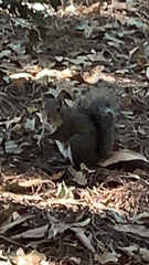 Sciurus carolinensis