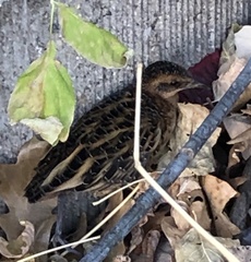 Coturnicops noveboracensis