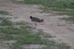 Vanellus tectus