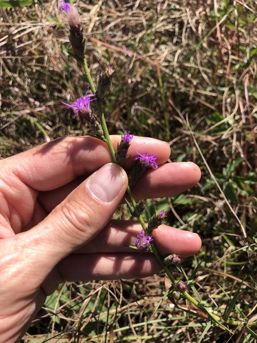 Liatris bracteata, photograph 4