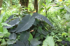 Colocasia