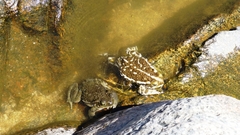 Rhinella arenarum