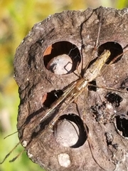 Tetragnatha laboriosa