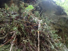 Polytrichastrum alpinum