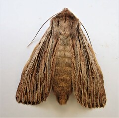 Ichneutica steropastis