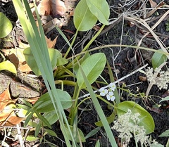 Sagittaria platyphylla