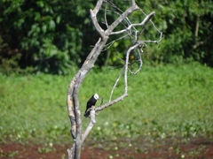 Arundinicola leucocephala