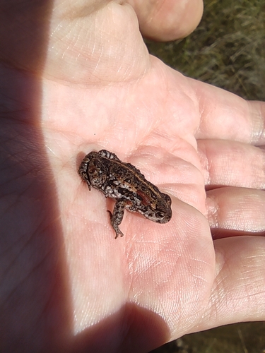 Landdroskop Mountain Toadlet, Capensibufo magistratus