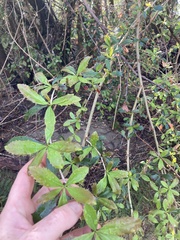 Berberis glaucocarpa