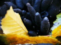 Xylaria polymorpha