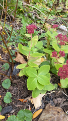 Hylotelephium telephium