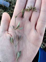 Atriplex portulacoides