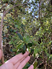 Berberis glaucocarpa