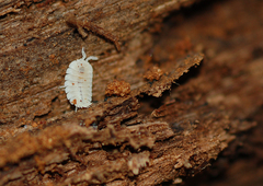 Platyarthrus hoffmannseggii