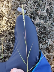 Sporobolus anglicus