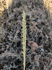 Sporobolus anglicus