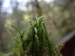 Plagiothecium laetum