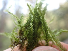 Plagiothecium laetum